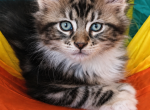 BLUE SILVER TABBY POLYDACTYL - Maine Coon Kitten For Sale - Perry&comma; FL&comma; US