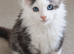 Blue and White Male - Maine Coon Kitten For Sale - Perry&comma; FL&comma; US