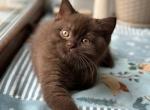 Sirius - Scottish Straight Kitten For Sale - Los Angeles&comma; CA&comma; US