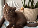 Sirius1 - British Shorthair Kitten For Sale - Los Angeles&comma; CA&comma; US