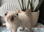 Lava - Scottish Fold Kitten For Sale - Los Angeles&comma; CA&comma; US