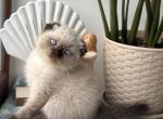 Lava1 - Scottish Fold Kitten For Sale - Los Angeles&comma; CA&comma; US
