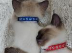 Pair of Siamese kittens - Siamese Kitten For Sale - Bellows Falls&comma; VT&comma; US