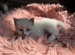 Clover - Ragdoll Kitten For Sale - Newark&comma; DE&comma; US