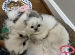 Oliver - Ragdoll Kitten For Sale - Newark&comma; DE&comma; US
