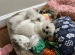 Sage - Ragdoll Kitten For Sale - Newark&comma; DE&comma; US