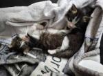 Kittens - Domestic Kitten For Adoption - Mount Holly&comma; NC&comma; US