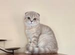 Selena - Scottish Fold Kitten For Sale - MA&comma; US