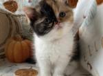 Coco Chanel - Exotic Cat For Sale - Clarksburg&comma; MD&comma; US