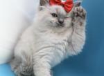 Allure Ragdolls TICA Pedigreed Ragdolls - Ragdoll Kitten For Sale - Greenwich&comma; CT&comma; US