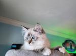 Lynx Point Ragdolls Ready in October - Ragdoll Kitten For Sale - Marlborough&comma; MA&comma; US