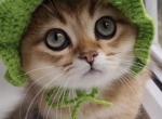 Coco - Scottish Straight Kitten For Sale - Naperville&comma; IL&comma; US