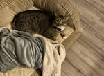 Atlas - Domestic Cat For Adoption - Hooksett&comma; NH&comma; US