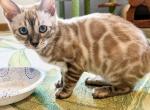 Full TICA available - Bengal Kitten For Sale - MO&comma; US