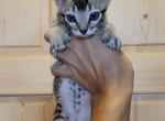 Bengal Singapura Munchkins - Munchkin Kitten For Sale - MT&comma; US