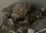 Louie - Domestic Cat For Sale - 