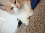 Luna - Domestic Cat For Sale - Long Beach&comma; CA&comma; US