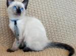 Maui - Siamese Kitten For Sale - Lenoir&comma; NC&comma; US