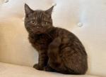 British Shorthair Chocolate Female - British Shorthair Kitten For Sale - Orlando&comma; FL&comma; US
