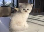 British Shorthair Silver Chinchilla Male - British Shorthair Kitten For Sale - Orlando&comma; FL&comma; US