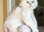 British Shorthair Silver Chinchilla Female Retirin - British Shorthair Cat For Sale/Retired Breeding - Orlando&comma; FL&comma; US