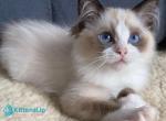 Azart - Ragdoll Kitten For Sale - Norwalk&comma; CT&comma; US