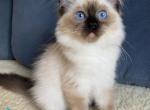 Agat - Ragdoll Kitten For Sale - Norwalk&comma; CT&comma; US