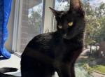 Puma - Bombay Kitten For Adoption - Framingham&comma; MA&comma; US