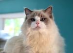Malone - Ragdoll Cat For Sale - Saugerties&comma; NY&comma; US