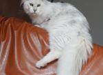 Snuffles - Maine Coon Cat For Adoption - West Aliquippa&comma; PA&comma; US