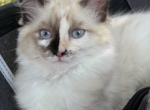 Avrora - Scottish Straight Kitten For Sale - New York&comma; NY&comma; US