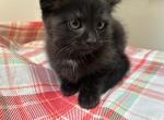 Baby - Scottish Fold Kitten For Sale - Westfield&comma; NY&comma; US