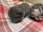munchkin babies - Munchkin Kitten For Sale - Westfield&comma; NY&comma; US