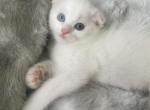 Roman - Scottish Fold Kitten For Sale - New York&comma; NY&comma; US