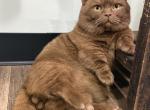 Cheeseburger - Munchkin Cat For Sale/Service - 