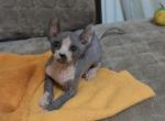 Blue cream Sphynx - Sphynx Kitten For Sale - Westfield&comma; MA&comma; US