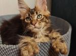 Zeppelin - Maine Coon Kitten For Sale - New York&comma; NY&comma; US