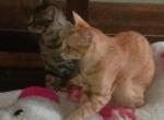 Storm and Ginger - Domestic Kitten For Sale - Las Vegas&comma; NV&comma; US