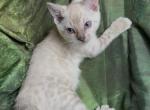 Snow lynx female - Bengal Kitten For Sale - Mills River&comma; NC&comma; US