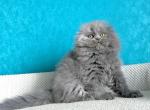Kasper - Highlander Kitten For Sale - New York&comma; NY&comma; US