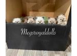 The Royal Court Litter - Ragdoll Kitten For Sale - 