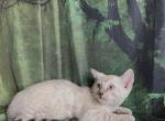 Sahara male snow - Bengal Kitten For Sale - 