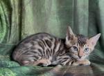 Sahara male 1 - Bengal Kitten For Sale - Mills River&comma; NC&comma; US