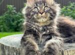Hugo - Maine Coon Kitten For Sale - New York&comma; NY&comma; US