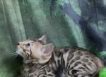 Sahara babies - Bengal Kitten For Sale - 