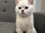 Teddy - Scottish Straight Kitten For Sale - 
