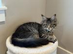 Lumi - Maine Coon Kitten For Sale - Newberg&comma; OR&comma; US