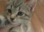 Ellington - Domestic Kitten For Sale - 