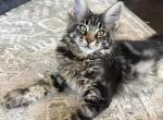 Lark - Maine Coon Kitten For Sale - 