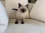 blanka - Siamese Kitten For Sale - 